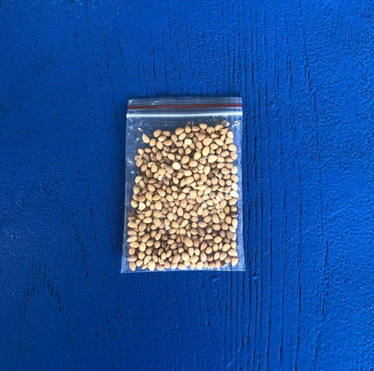 Mahlepi (10g)